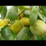 Cây hồng độc nhất vô nhị | Special persimmon tree