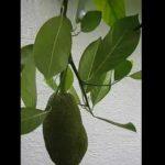 Cây mít Mỹ có trái lần đầu | Jackfruit in USA fruiting first time