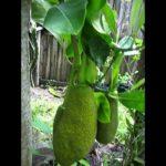 Cây mít ốm tong ốm teo cho ba trái | Skinny jackfruit tree has tree fruits