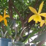 Hoa phong lan vàng vàng | Golden yellow orchids in the backyard