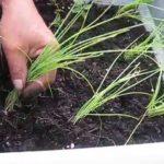 Học trồng hành | Growing your own scallions (P4)