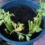 Trồng cần trong chậu | Planting celery in a container