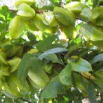 Can we grow CARAMBOLA fruit tree in Central Florida? YOU MUST SEE