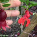 Pomegranate Blooming & Fruiting in a Florida Garden