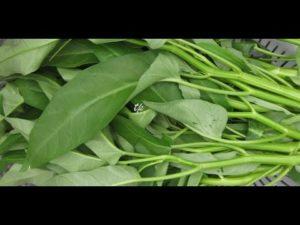Cách Ba Trồng Rau Muống Trong Chậu, Chuyện Rau Muống [+VIDEO], rau muong, water spinach, ong choy