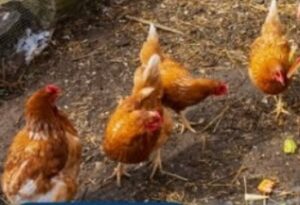 Nuôi gà tại nhà ở Mỹ, Palm Coast City (Backyard Chicken)