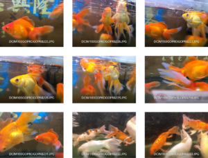 Xem cá… [PICTURES] [VIDEO] fish