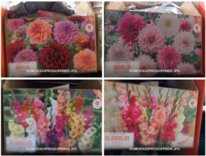 Bông bông bông… Hoa… giống [PICTURES] [VIDEO] Flower Bulbs