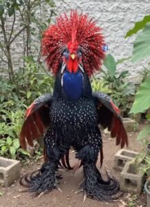 Xem anh gà đẹp hết biết nè [VIDEO] roosterrrrr