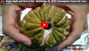 Sugar Apple and How to Eat [VIDEO] 9/28/2022